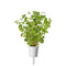 Click and Grow Oregano Plant Pods