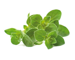 Click and Grow Oregano Plant Pods