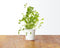 Click and Grow Oregano Refill