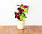 Click and Grow Painted Nettle Refill
