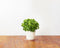 Click and Grow Curly Parsley Refill