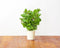 Click and Grow Peppermint Refill