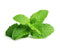 Click and Grow Peppermint Plant Pods