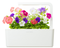 Click and Grow Petunia Refill