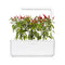 Click and Grow Piri Piri Chili Pepper Plant Pods
