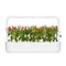 Click and Grow Piri Piri Chili Pepper Plant Pods