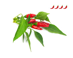 Click and Grow Piri Piri Chili Pepper Plant Pods
