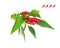 Click and Grow Piri Piri Chili Pepper Plant Pods