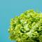 Prêt à Pousser - Batavia Lettuce Pod