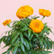 Prêt à Pousser - Aztec Marigold Pod