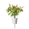 Click and Grow Red Hot Chili Pepper Plant Pods