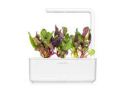 Click and Grow Rainbow Chard Plant Pods