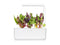 Click and Grow Rainbow Chard Plant Pods