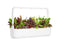 Click and Grow Rainbow Chard Plant Pods