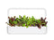 Click and Grow Rainbow Chard Plant Pods