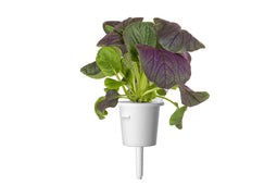Click and Grow Red Pak Choi Plant Pods