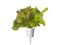 Click and Grow Red Lettuce Plant Pods