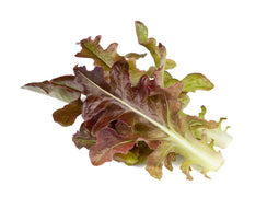Click and Grow Red Oakleaf Lettuce Plant Pods