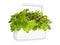 Click and Grow Red Oakleaf Lettuce Plant Pods