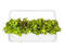 Click and Grow Red Oakleaf Lettuce Plant Pods