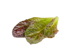 Click and Grow Red Romaine Lettuce Plant Pods