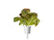 Click and Grow Red Romaine Lettuce Plant Pods