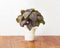 Click and Grow Red Basil Refill