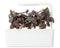 Click and Grow Red Basil Refill