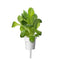 Click and Grow Romaine Lettuce Plant Pods