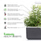 Click and Grow Rosemary 9-pack