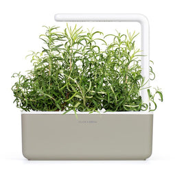 Click and Grow Rosemary 9-pack