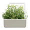 Click and Grow Rosemary 9-pack