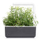 Click and Grow Rosemary 9-pack