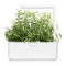 Click and Grow Rosemary 9-pack
