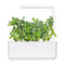 Click and Grow Green Sorrel Plant Pods