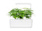 Click and Grow Lace Fern Plant Pods
