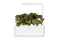 Click and Grow Red Pak Choi Plant Pods