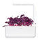 Click and Grow Red Chard Plant Pods
