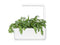 Click and Grow Shungiku Plant Pods