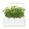Click and Grow Thai Basil Plant Pods
