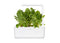Click and Grow Green Chard Plant Pods