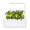 Click and Grow Yellow Sweet Pepper Plant Pods