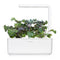 Click and Grow Red Kale Plant Pods