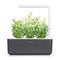 Click and Grow Hyssop Refill