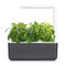Click and Grow Stevia Plant Pods