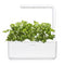 Click and Grow Cilantro/Coriander Plant Pods