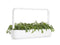 Click and Grow Shungiku Plant Pods