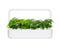 Click and Grow Lace Fern Plant Pods