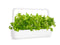 Click and Grow Oakleaf Lettuce Plant Pods