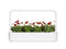 Click and Grow Red Pansy Plant Pods